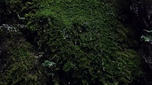 the most unreal forest I've ever been to