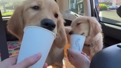 Cute Puppies Doing Funny Things
