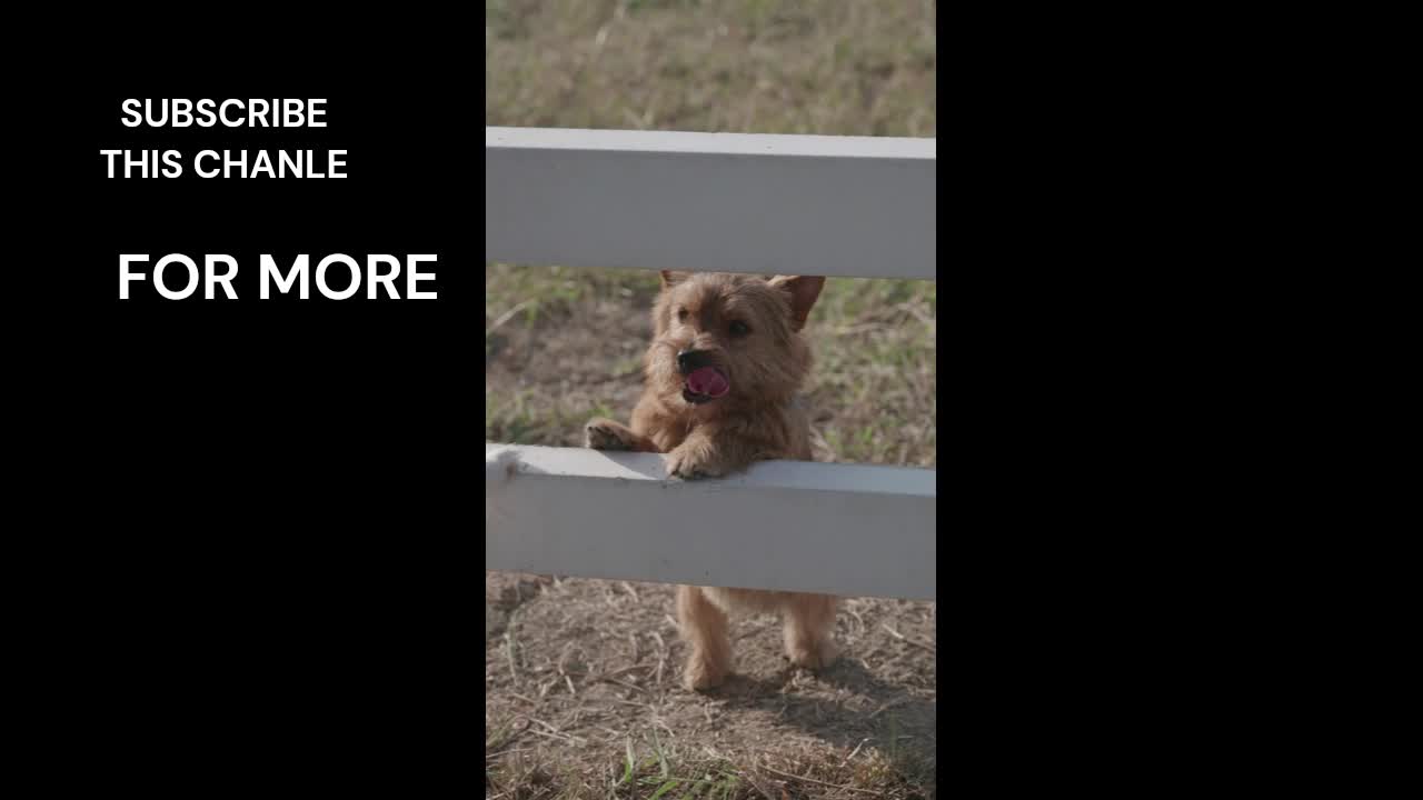 DOG ...