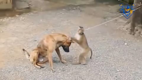 Dog vs Monkey. Funniest moments. When Dog wanna cry.