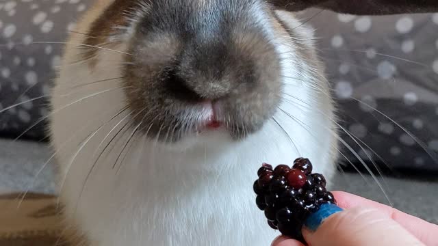 Cute bunnies eating blackberries