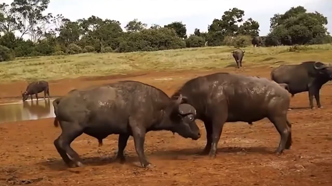 Animal fights - Epic battles of buffaloes, bisons and bulls