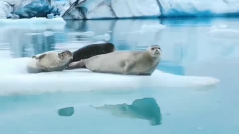 Seals chilling in an ice lagoon in Iceland.