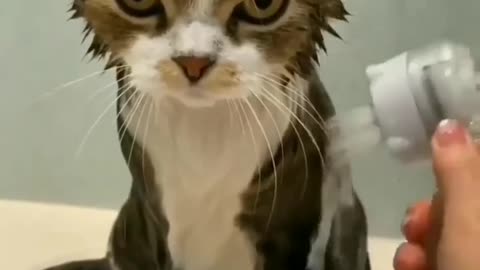 Cat having bath