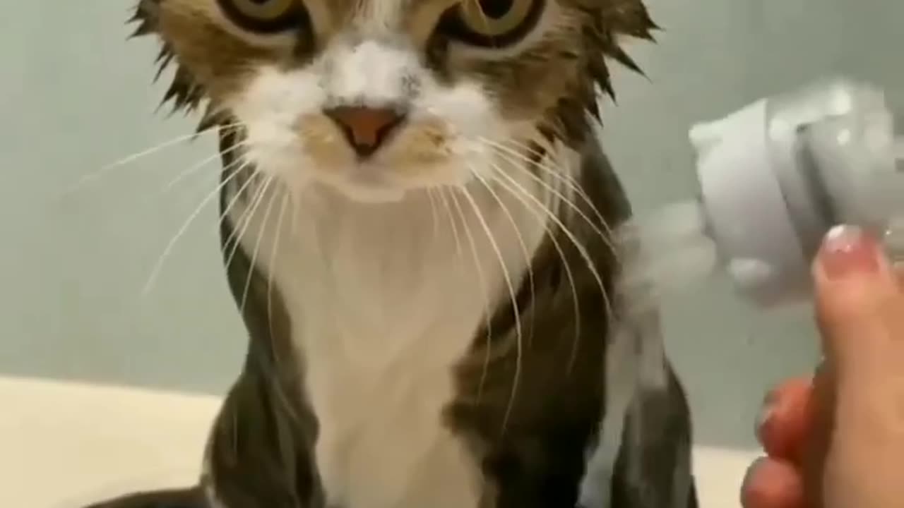 Cat having bath