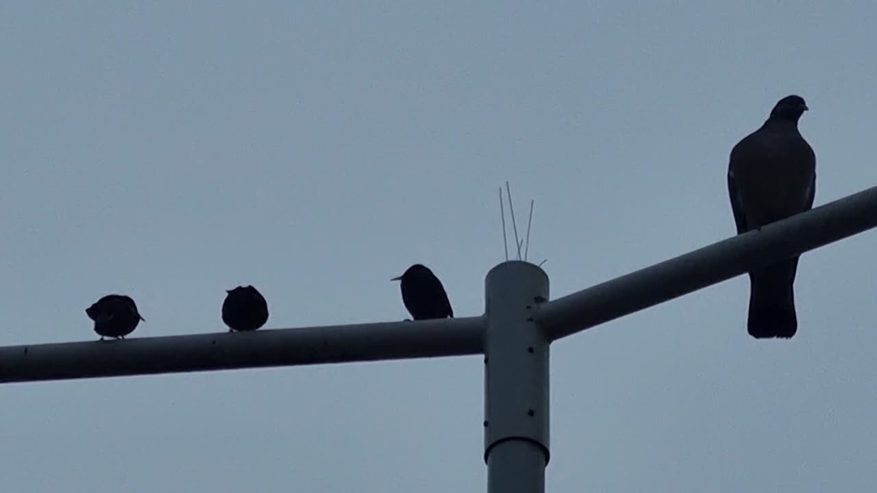 Starlings And A Pigeon In North Wales