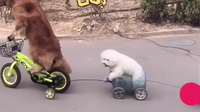 Learned how to ride a bike