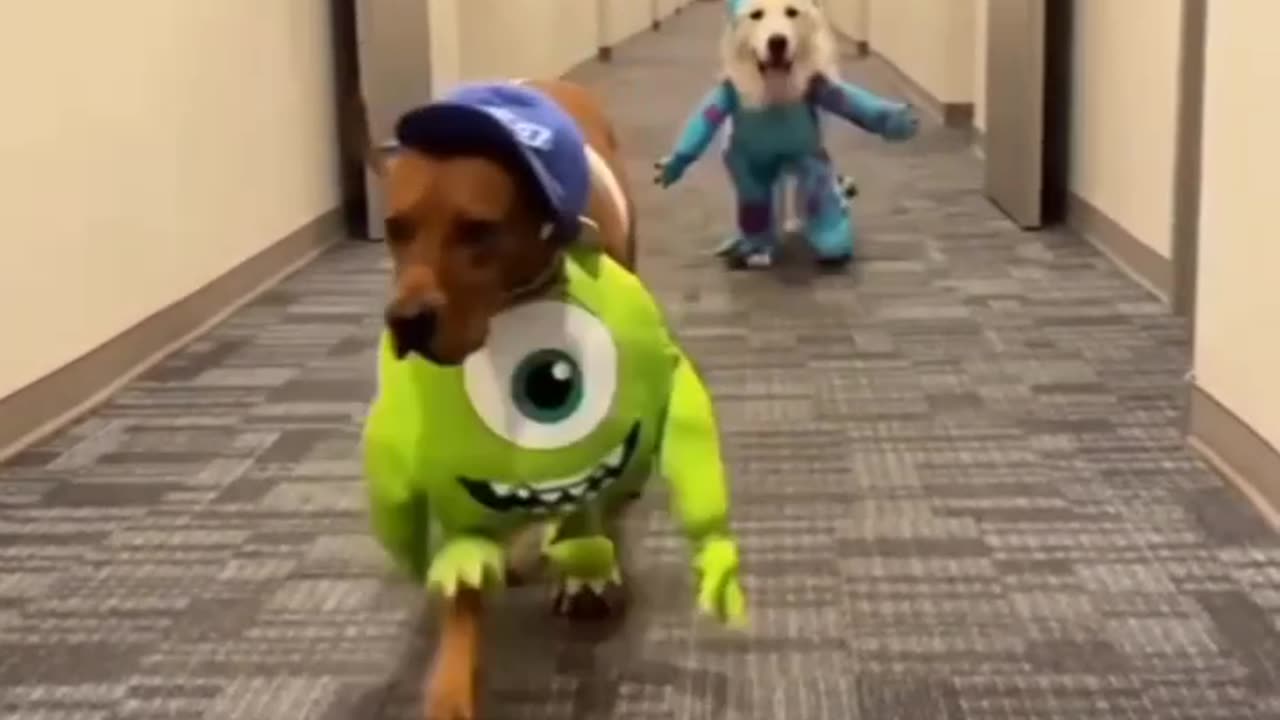 2 funny dogs are running