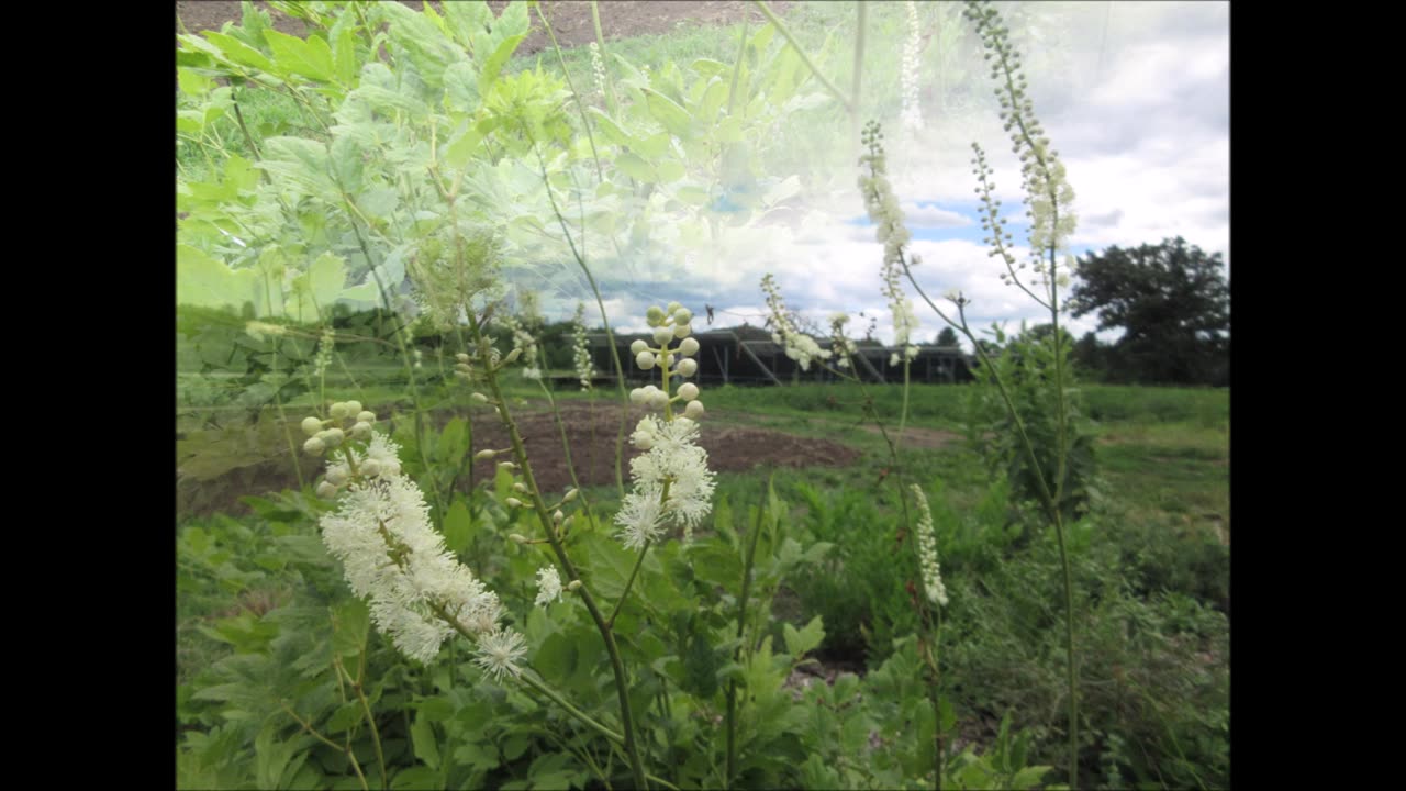 Grows In The Woodlands Black Cohosh July 2022