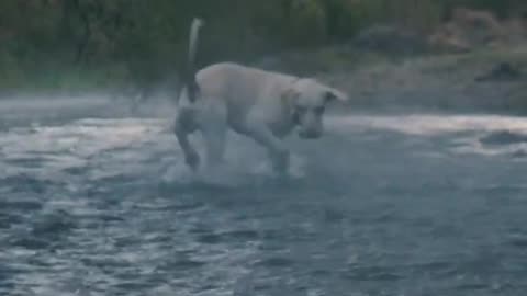 Hunter Trained Dog