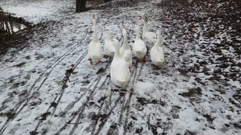 Geese walking along a pond