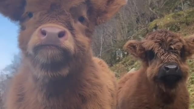 A born calf fears no tiger
