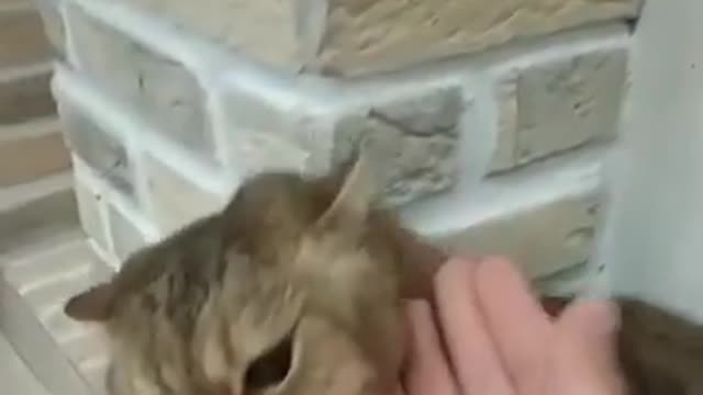 cute cat