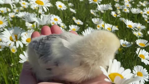 Watch These Adorable Baby Chickens Play and Explore