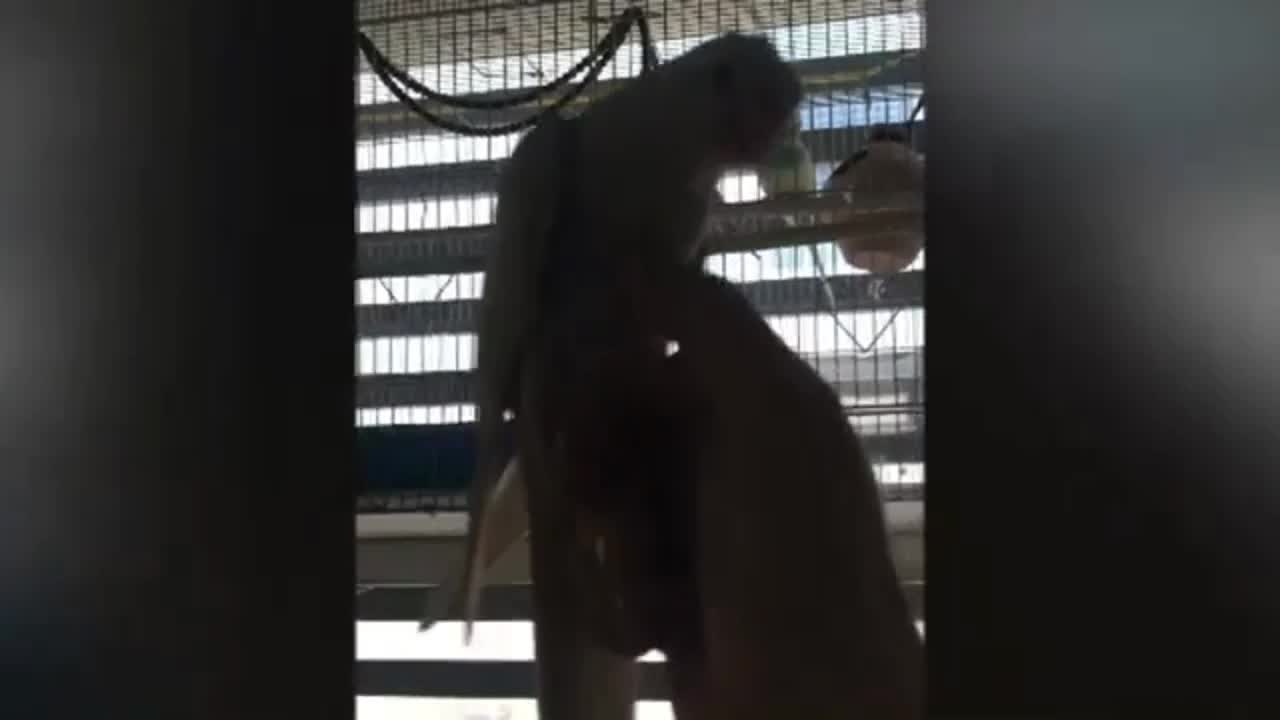 Funny and smart bird