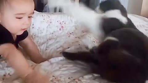 Cat &little child funny video #animals #children #funny