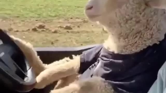 Sheep 🐑 riding with owner ❤️❤️❤️