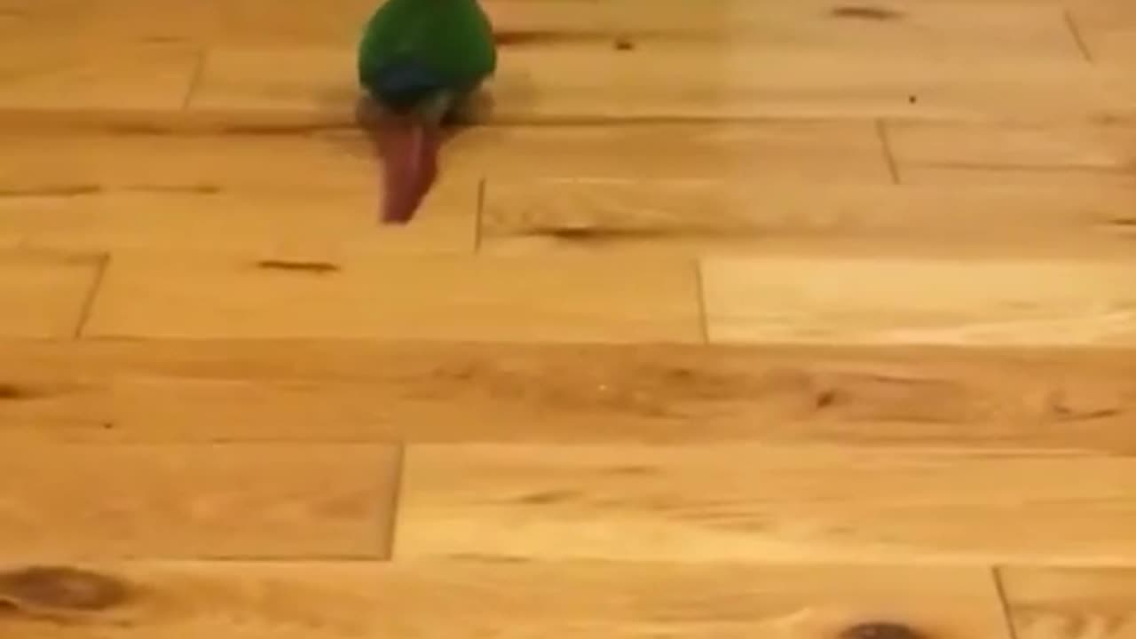 Little Bird chasing his ball!