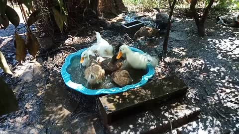 How many Ducks can fit in a pond 16th October 2021