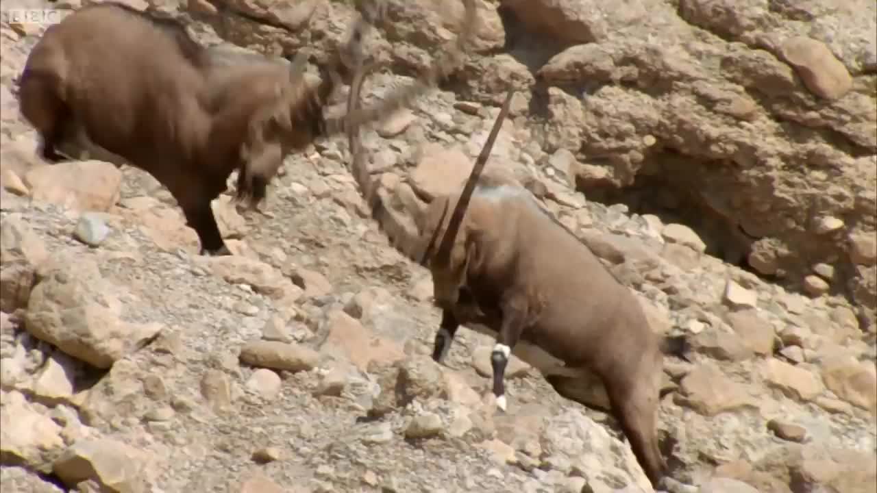 Ibex Fight for Mating Rituals