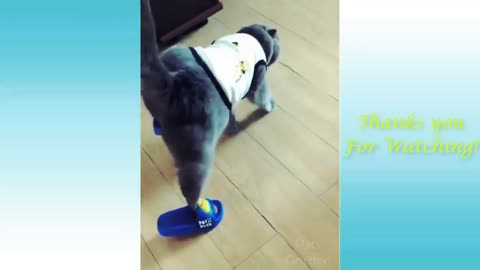 Very funny laughing video, The dog also wore slippers, look how much fun is going on