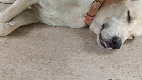 घोड़े गधे बेच के सो रहे है