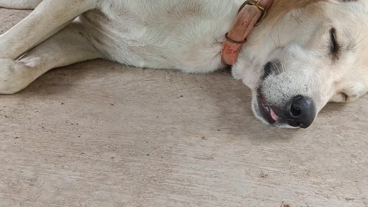 घोड़े गधे बेच के सो रहे है