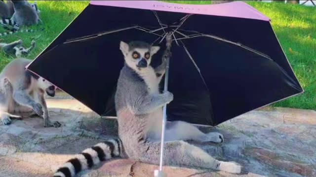 The sun is a little big Let me hold an umbrella # ring-tailed lemur