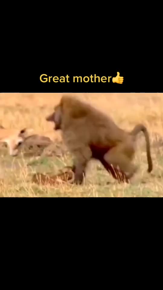 Mother Deer vS bIG monkey