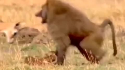 Mother Deer vS bIG monkey