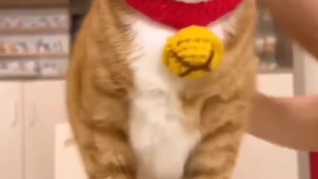 You Definitely Laugh,Trust me 😱 Cute Cats And Dogs 🐈 Funny Animals Life🐕 Part-6