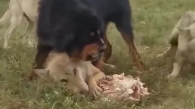 Tibetan Mastiff protects old Wolf king from the pack