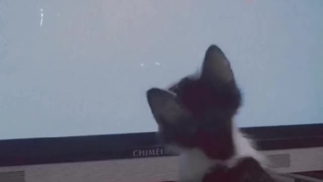 Crazy Little Cat Playing - Snaps