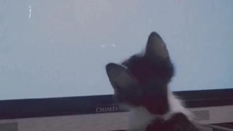 Crazy Little Cat Playing - Snaps