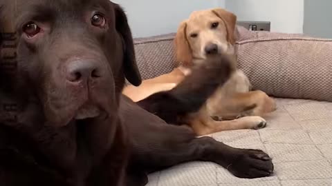Funny Animal Videos..