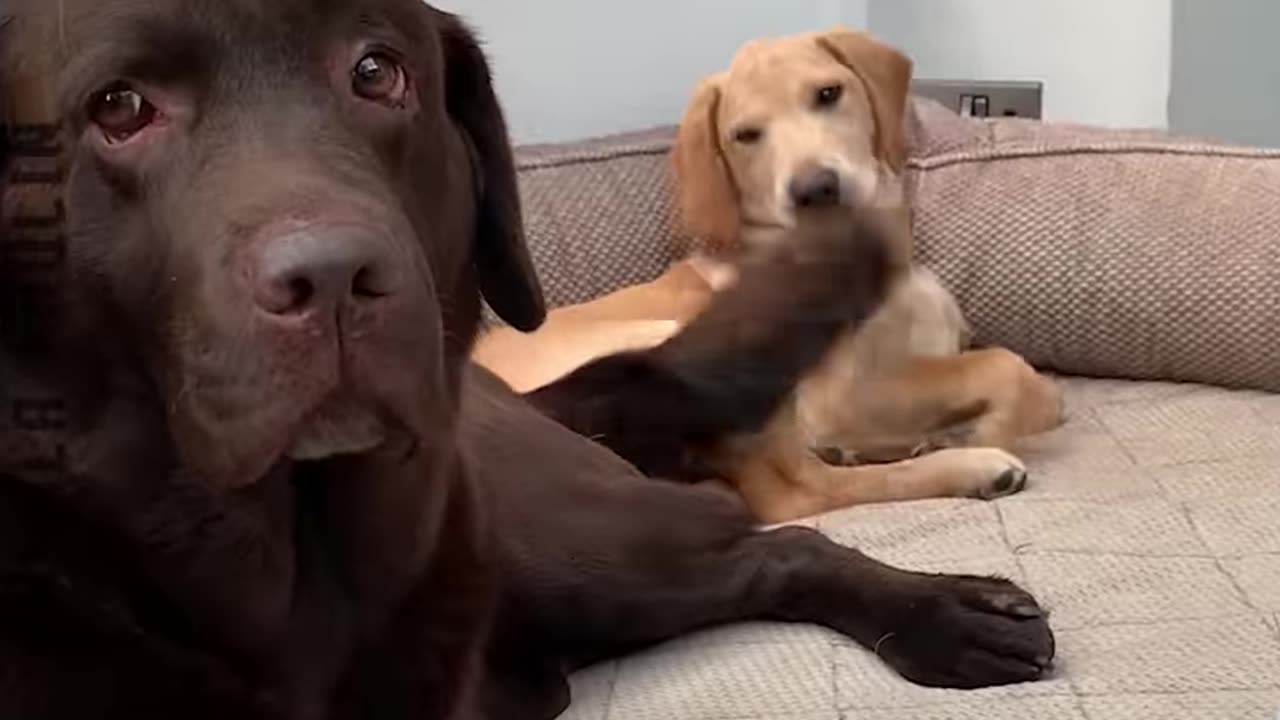 Funny Animal Videos..
