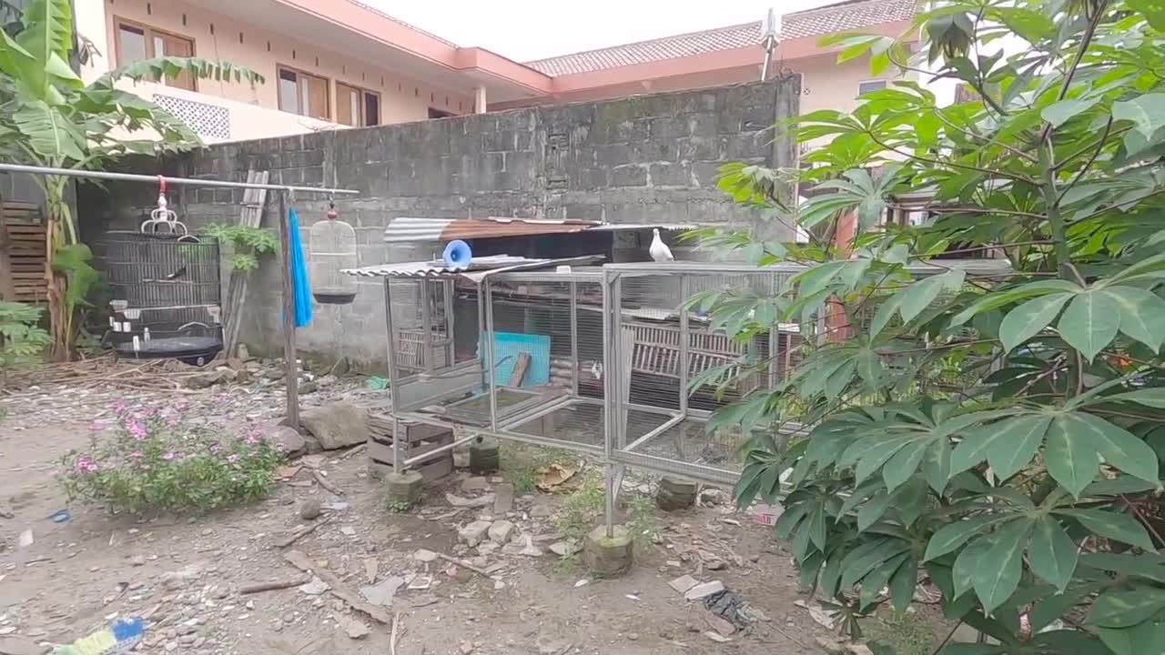 MERPATI TERBANG TINGGI 300 METER DI ATAS KRATON JOGJA ! BUKAN DRONE DJI !