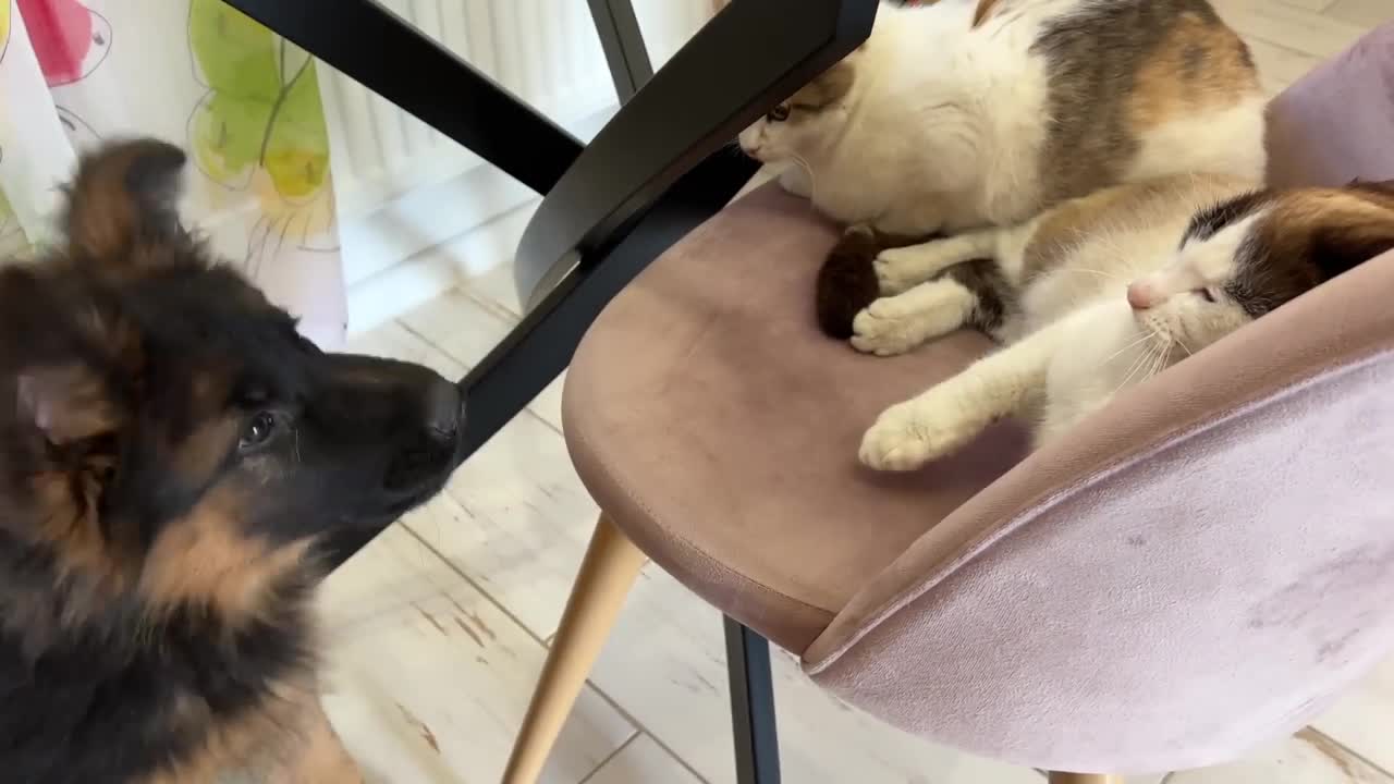 German Shepherd Puppy Reacts to Cats lucky