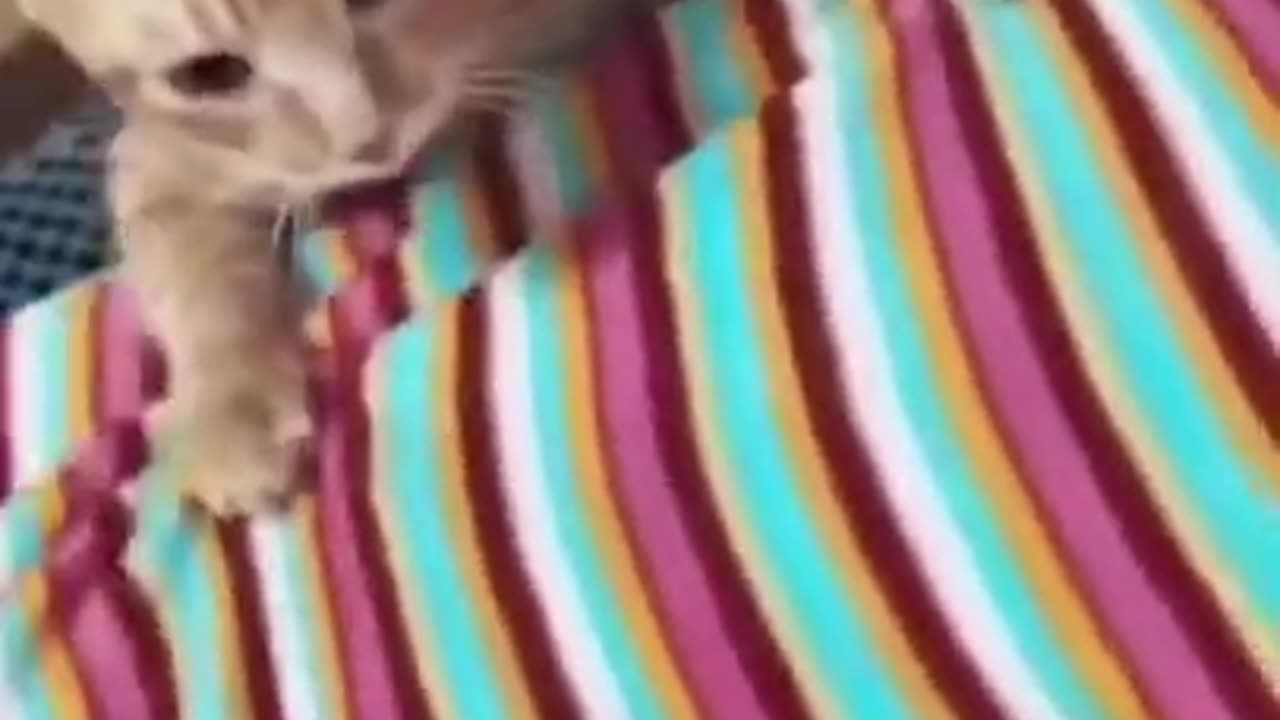 Watch These Adorable Animals and Let Your Worries Melt Away: The Ultimate Escape from Reality!