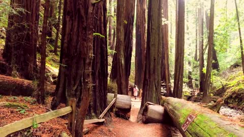 Muir Woods National Monument