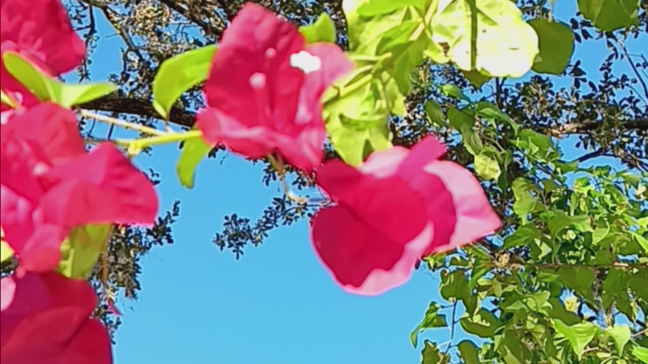 Magenta beautiful flowers