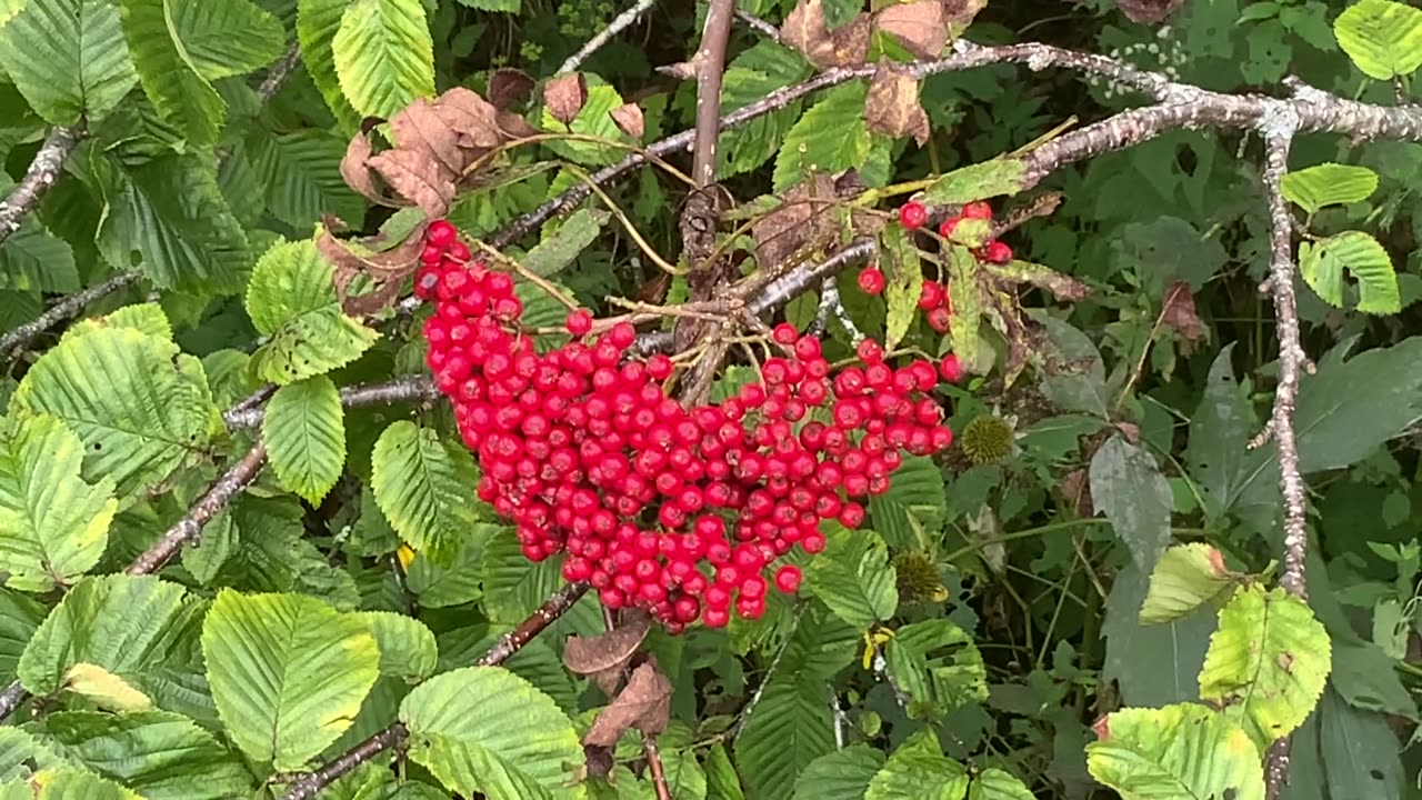 NW NC at The Treehouse 🌳 / Blue Ridge Parkway / Craggy Gardens / Asheville watershed / 1pm 57°F