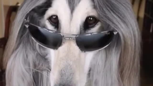 Put sunglasses on your dog