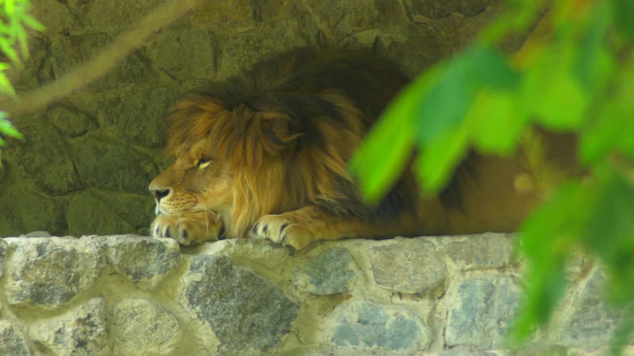 Portrait lion opening and closing eyes. King of beasts with a beautiful mane. Animal outdoors in zoo