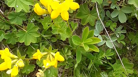 Another type of yellow flower from the plateau flowers.