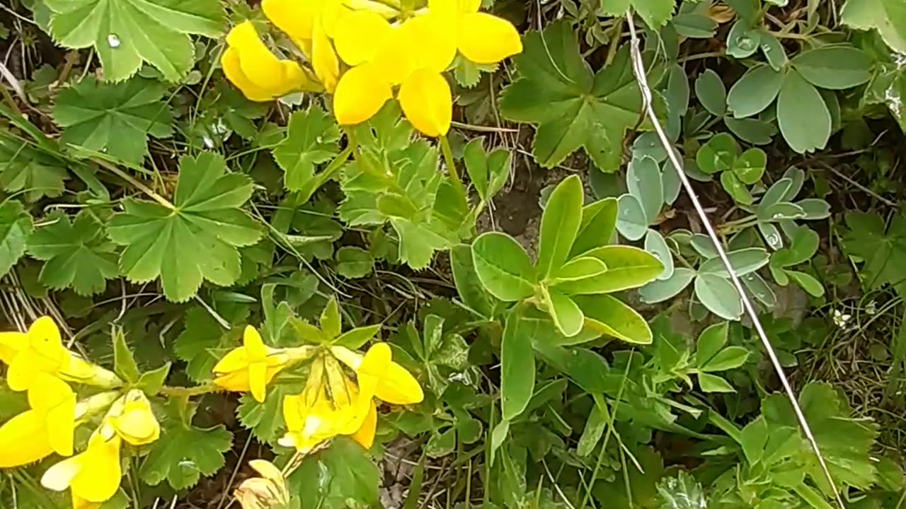 Another type of yellow flower from the plateau flowers.