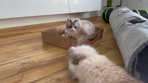 Funny cats