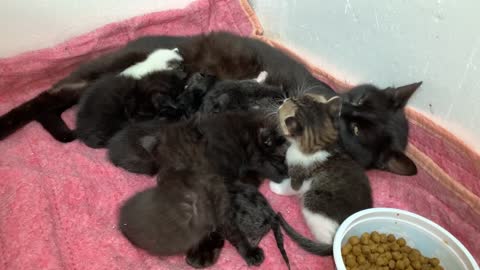 Mother cat talking to her kittens