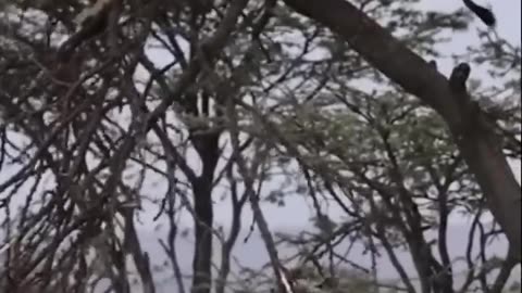 Lion vs Buffalo