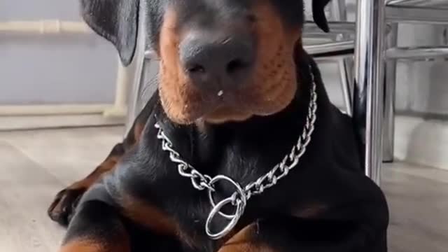 8 Sounds Dogs Like to React to the Most